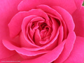 Bild von spiritualadviserose
