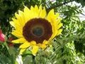 Bild von bubby28