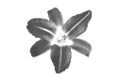 laurieg's photo